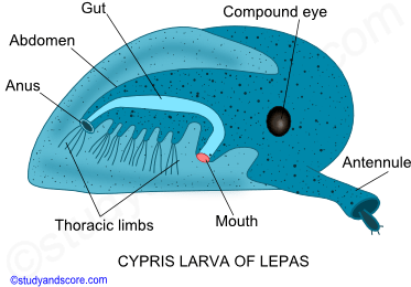 Crustaceae larvae, Nauplius larva, Metanauplius larva, Cypris larva, Protozoaea larva, Zoaea larva, Mysis larva, Megalopa larva, Phyllosoma larva, Alima larva